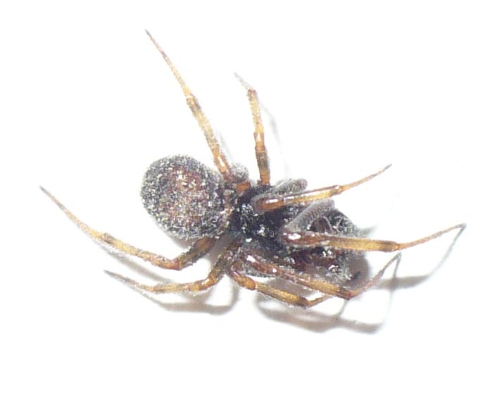 Steatoda bipunctata - Fenestrelle (TO)